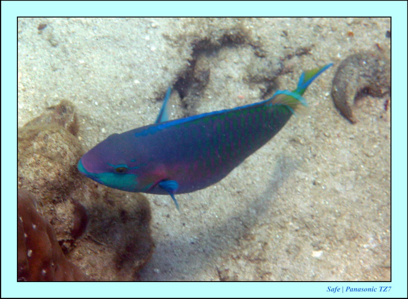 2011 - 03 - Koh Ngai 108